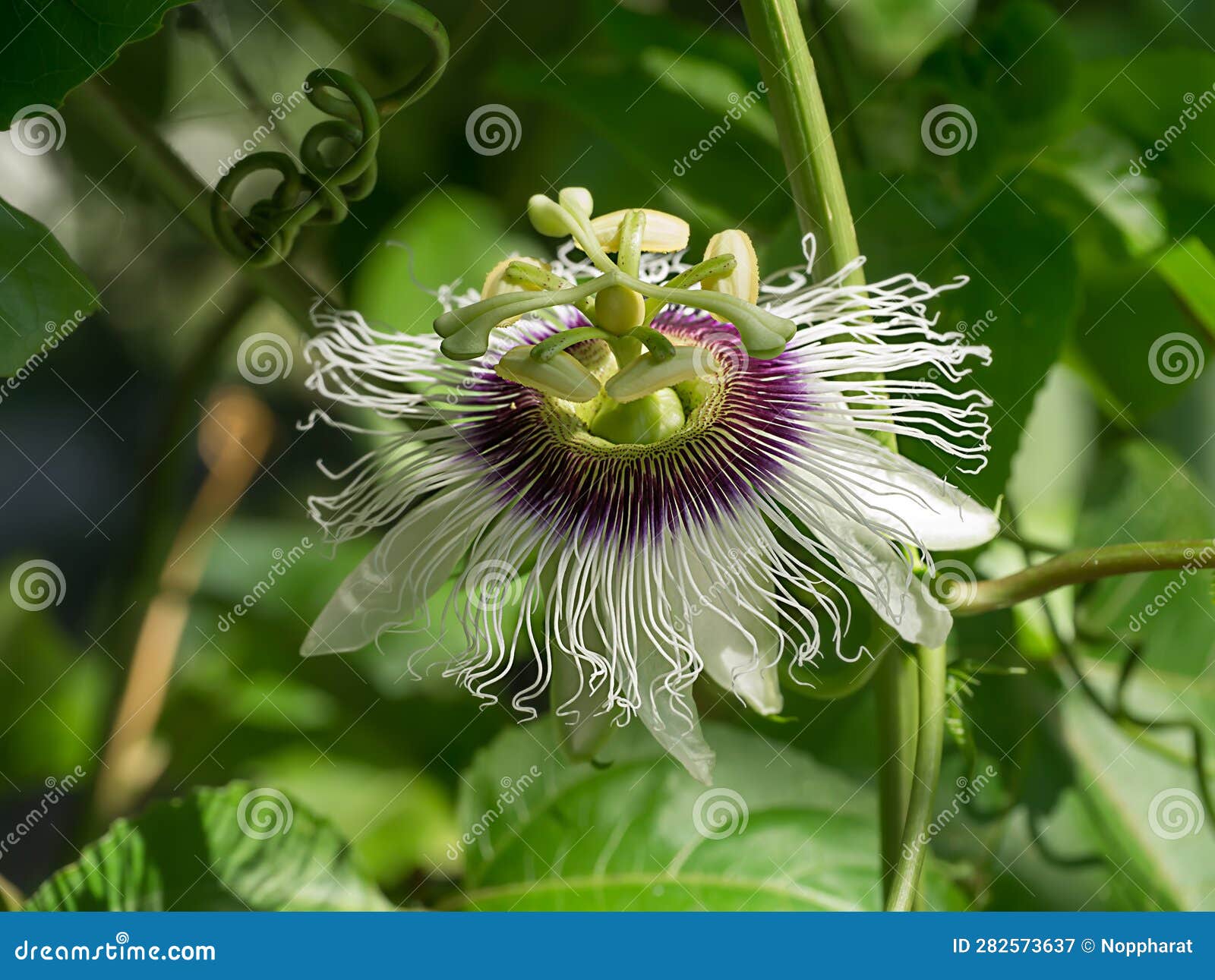 Close Up of the Passion Fruit Flower Stock Image Image of detail