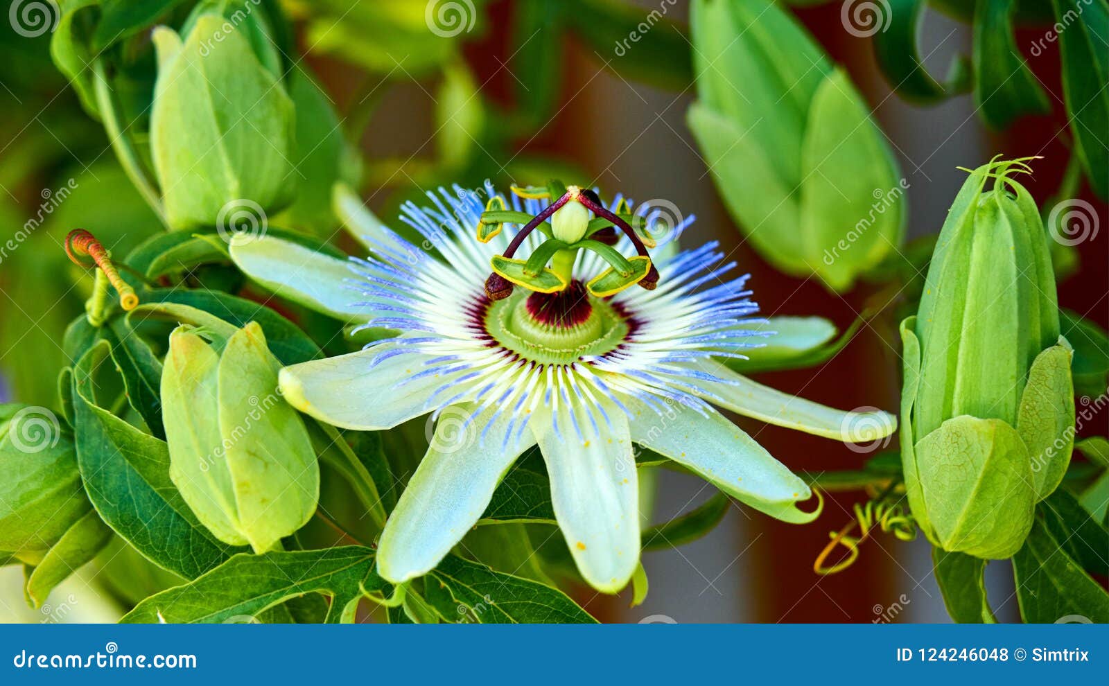 Close Up of Passion Fruit Flower in Summer. Stock Photo Image of vine