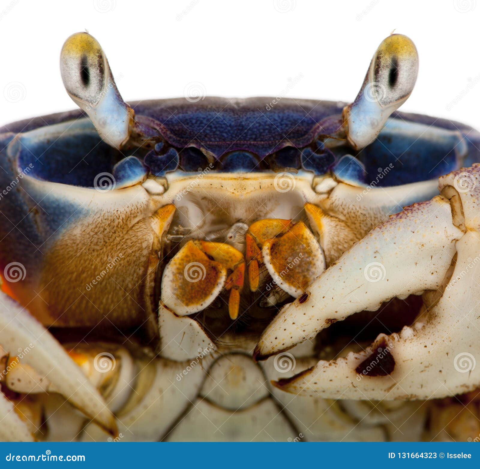 close-up of patriot crab, cardisoma armatum