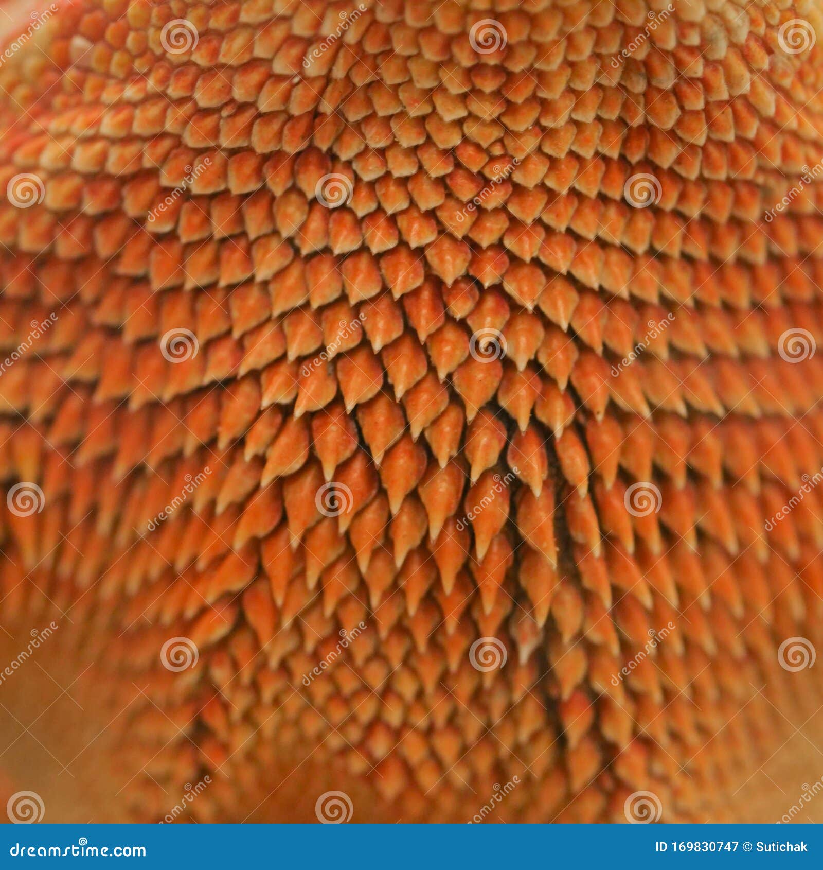 close-up pattern skin, reptil animal of small exotic pet