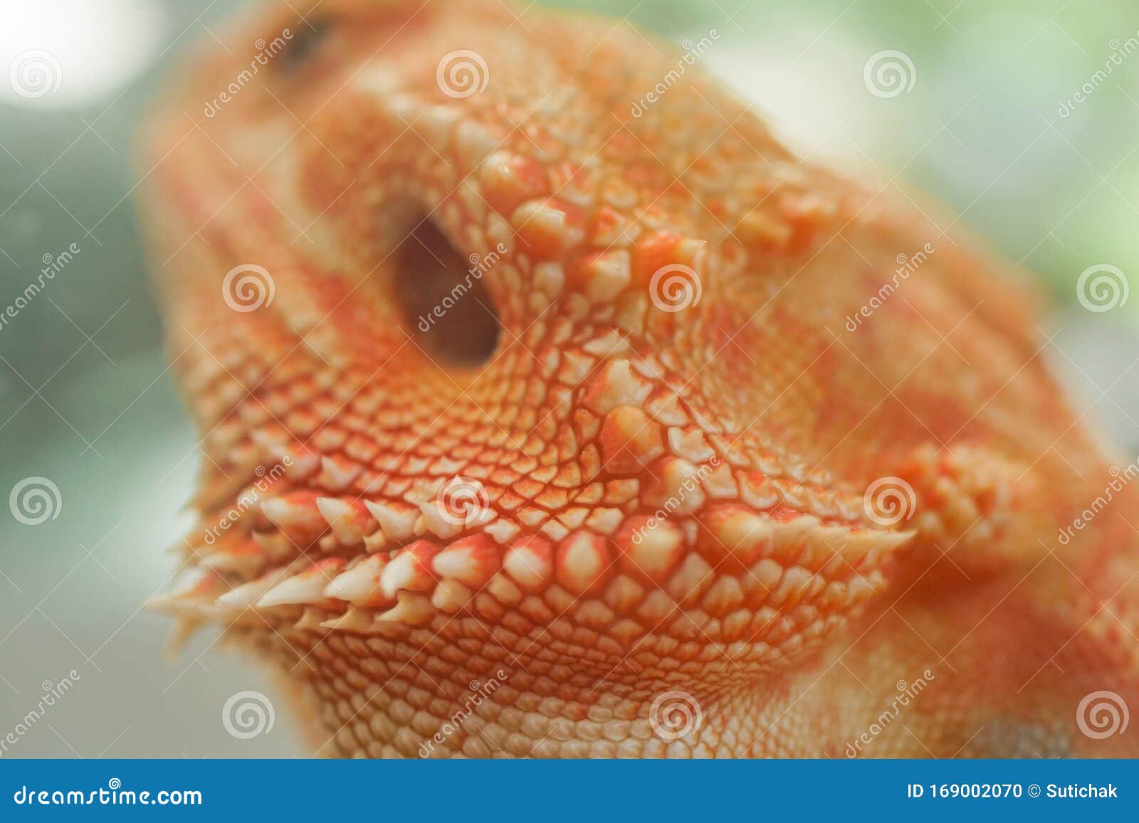 close-up pattern skin, reptil animal of small exotic pet