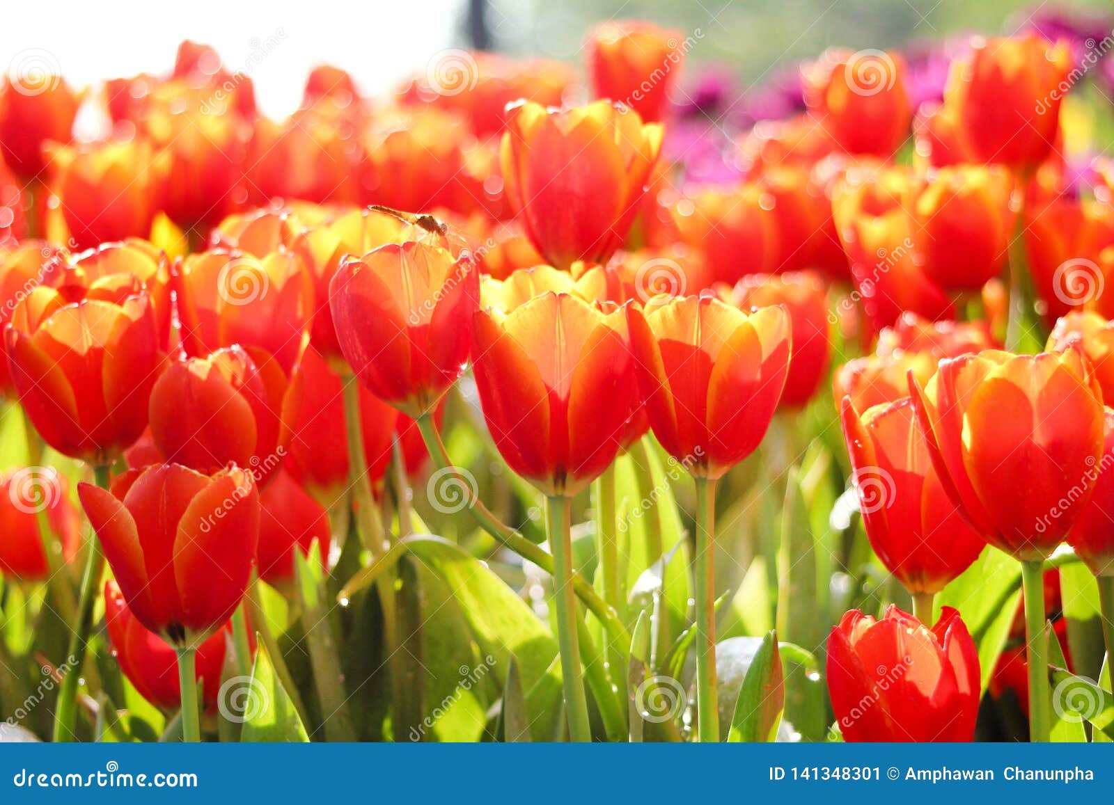 Close Up Patterns Nature of Colorful Ornamental Flowers Red and Yellow ...
