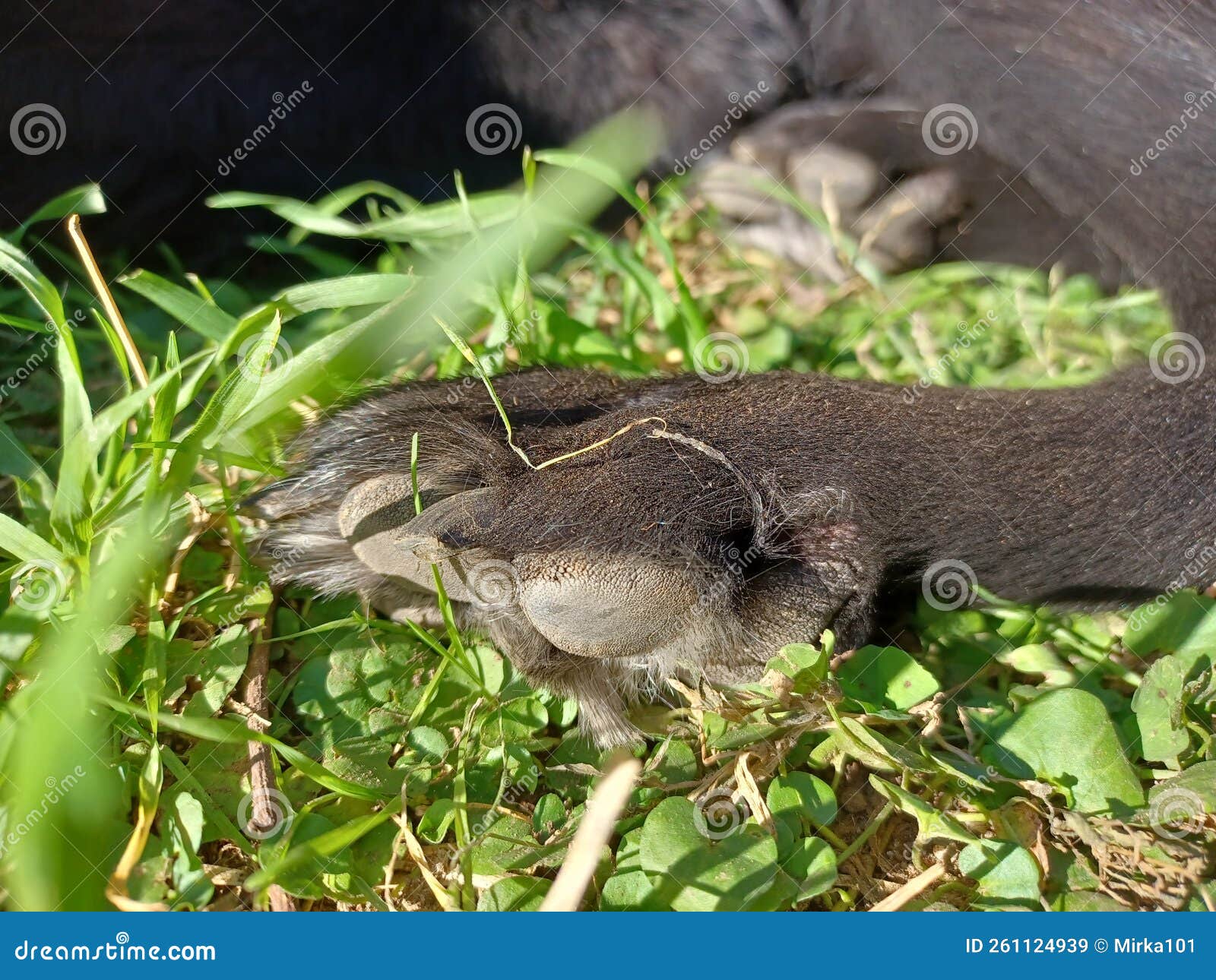 Close Up of the Paw, with Nails, of the Black Dog Stock Image Image