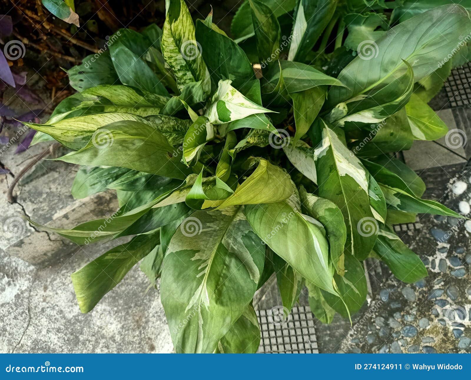 Close Up of Peace Lily Plant Stock Image Image of leaf, potted 274124911