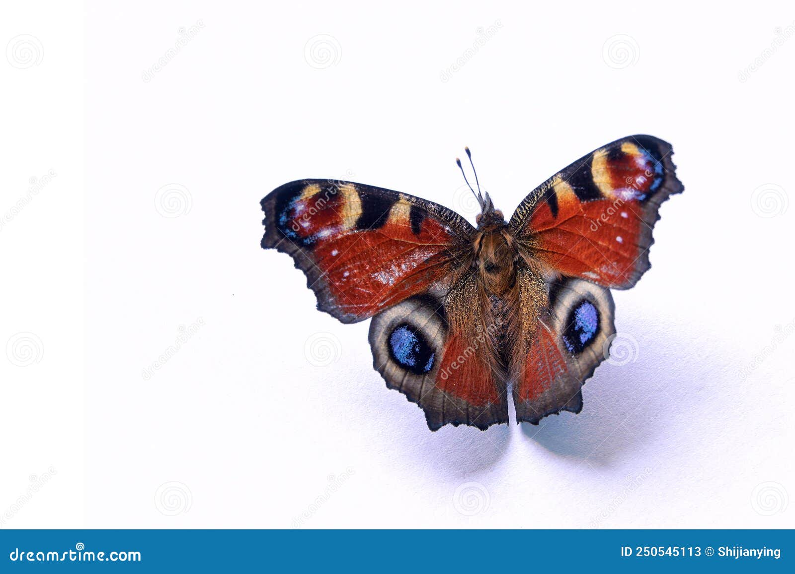Peacock butterfly stock image. Image of aglais, life - 250545113