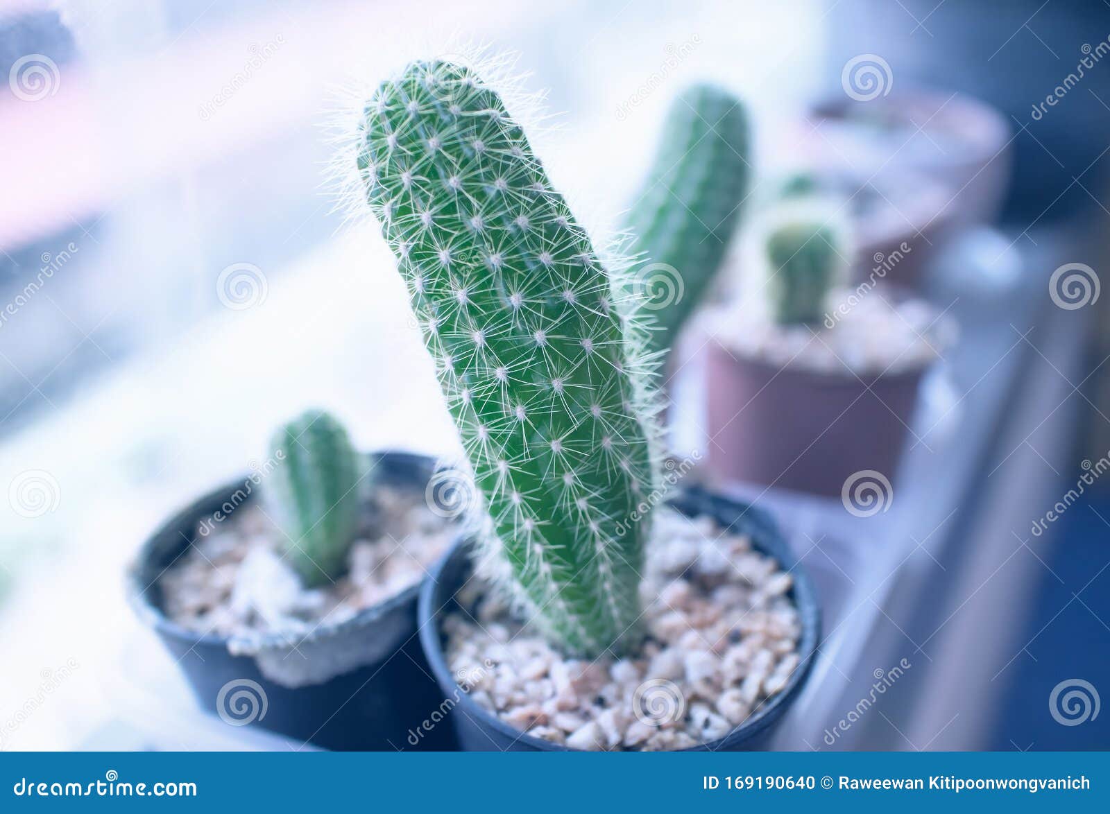 1 067 Cactus Next Photos Free Royalty Free Stock Photos From Dreamstime