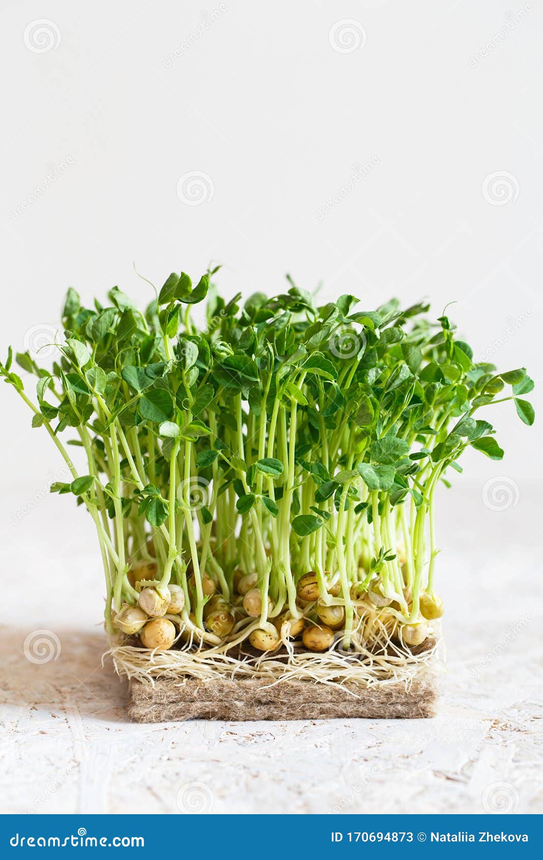 close-up of peas microgreens with seeds and roots. sprouting microgreens. seed germination at home. vegan and healthy eating