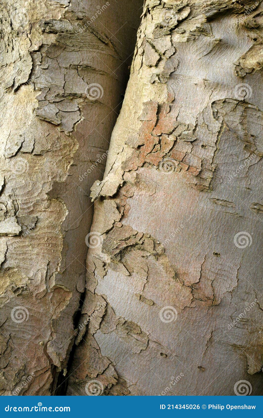 Close Up of Peeling Bark with Cracks on an Old Beech Tree Stock Photo Image of rough, beech
