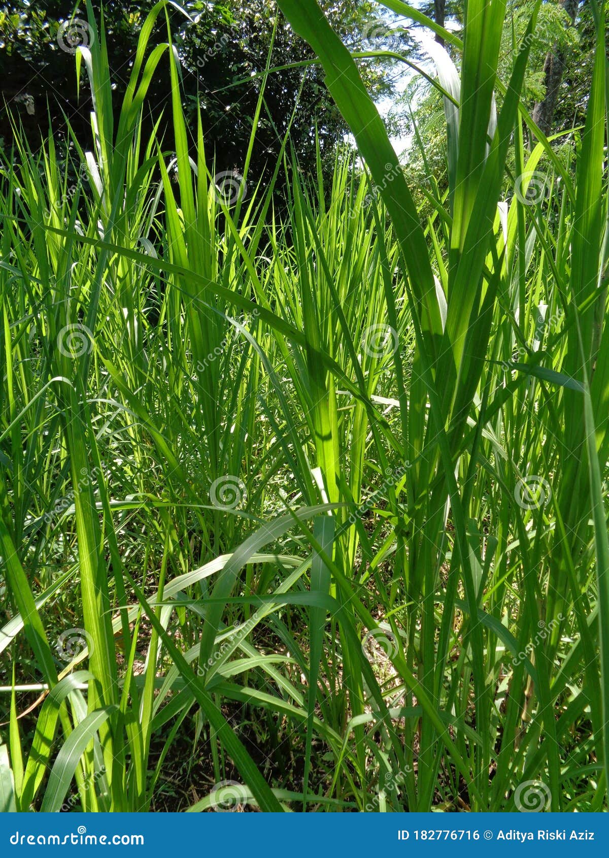 Elephant grass (Pennisetum purpureum)
