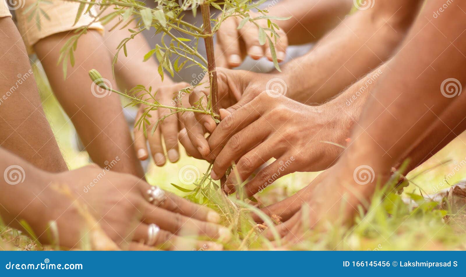 close up of people hands planting tree seedling in park - volunteering, charity, people and ecology concept to save