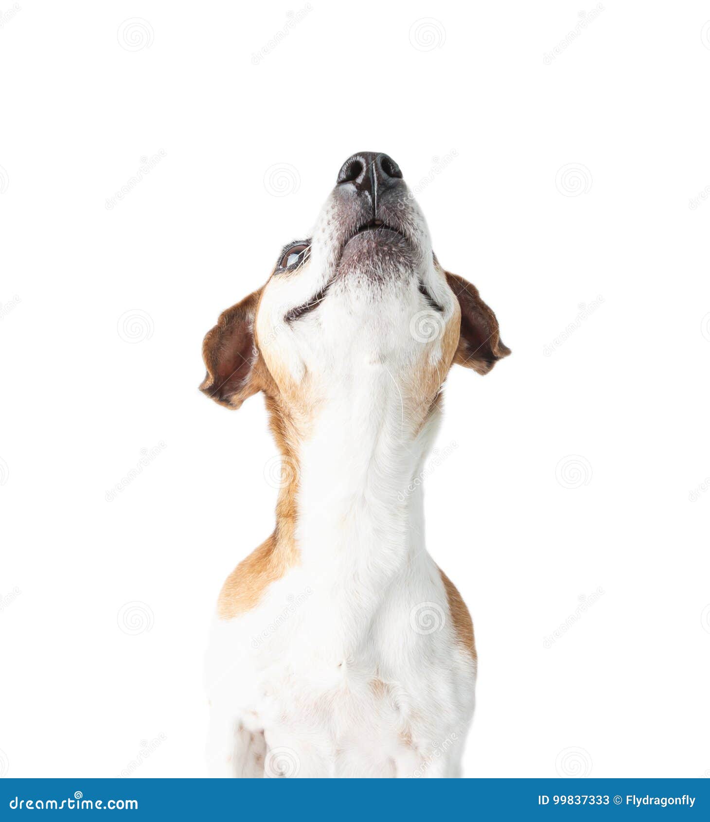 Smiling Happy Dog Looking Up. Stock Image - Image of color, laugh: 99837333