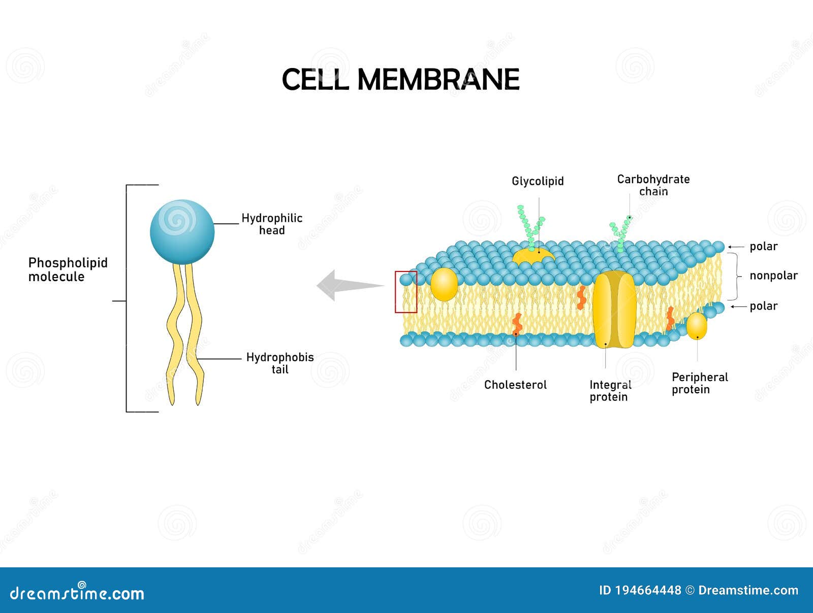 Phospholipid Royalty-Free Stock Image | CartoonDealer.com #75224650