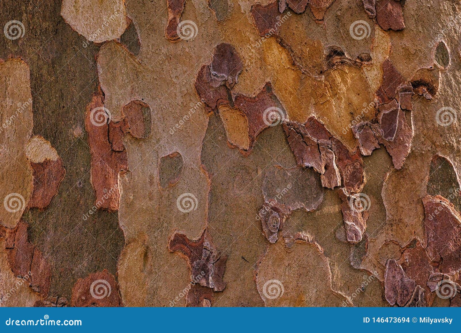 unique wooden texture, colored bark