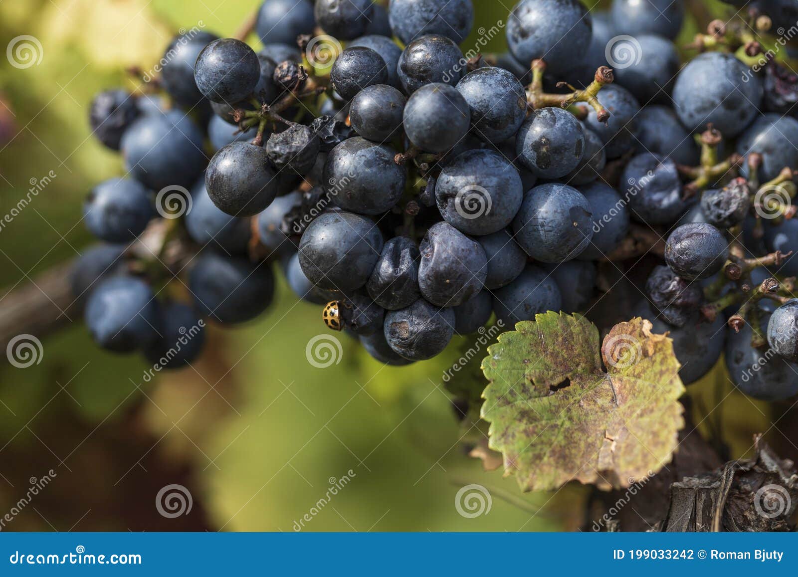 close-up photo of blue grapes in the vineyard. there is a beetle on a ball of grapes