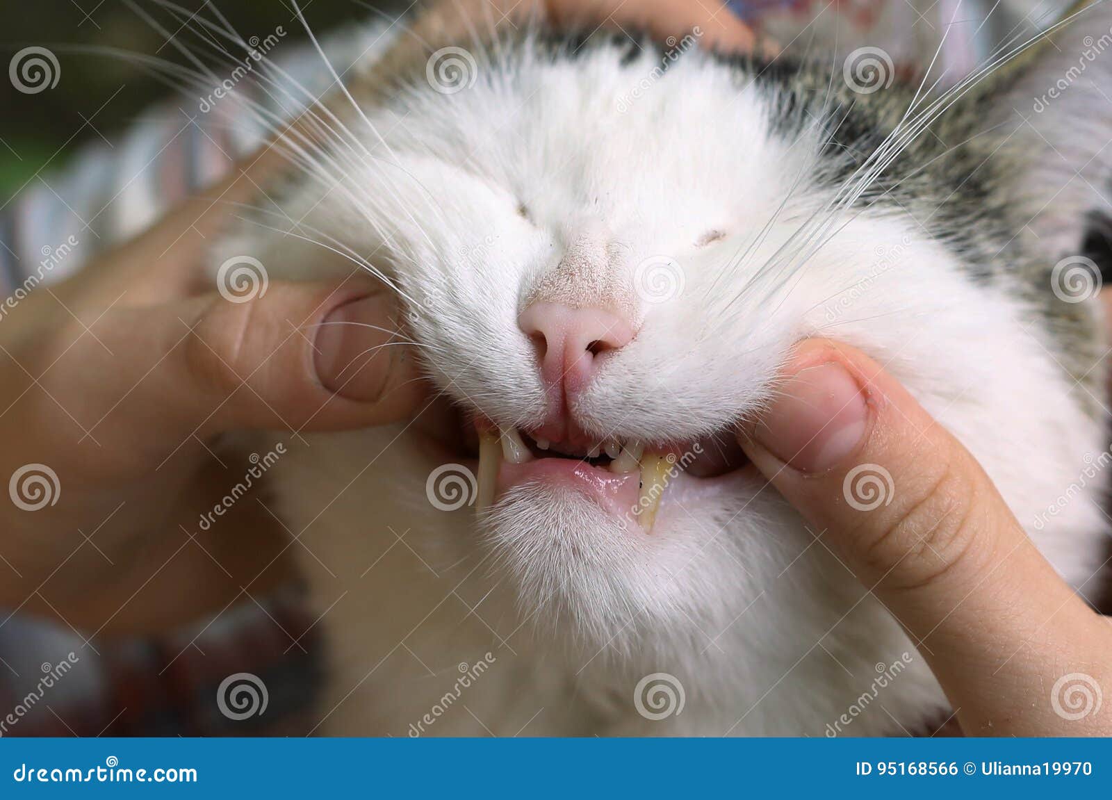 Close Up Photo of Cat Teeth Stock Photo Image of sleepy, grey 95168566