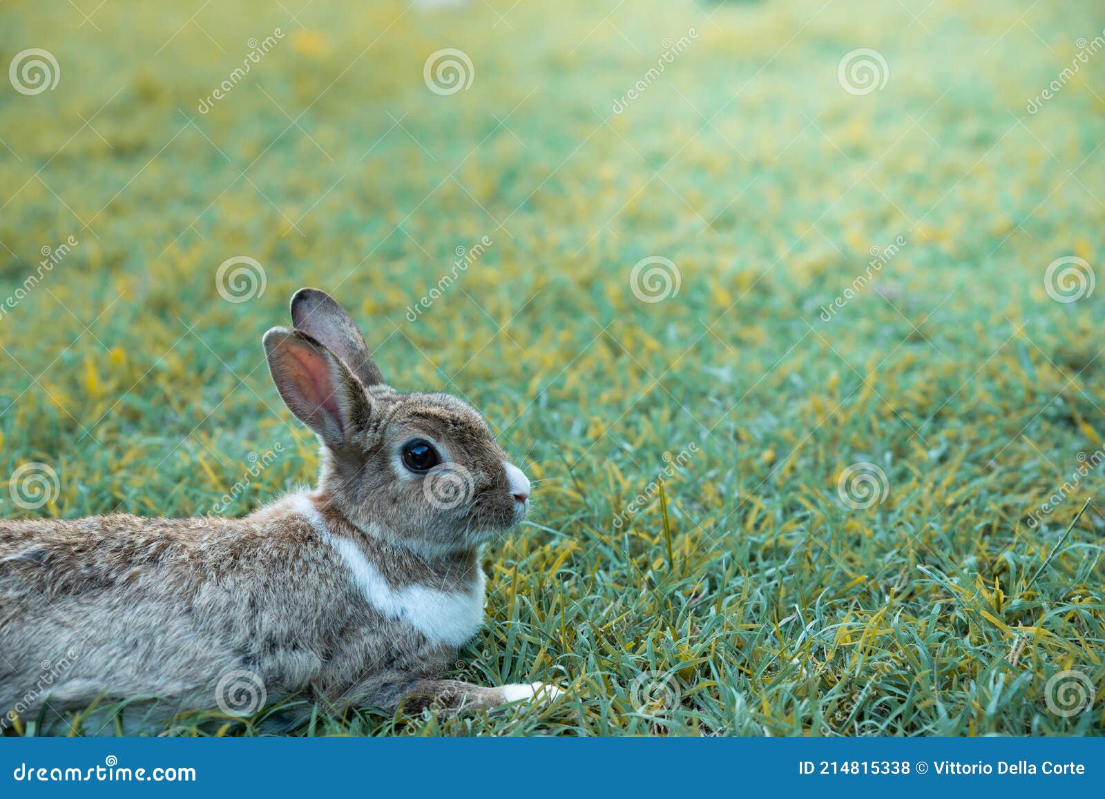 Close Up Photo of a Cute Light Brown Rabbit with White Spots on the