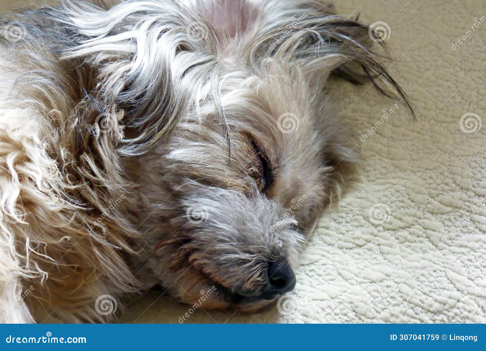 close-up photo of a dog sleeping soundly.