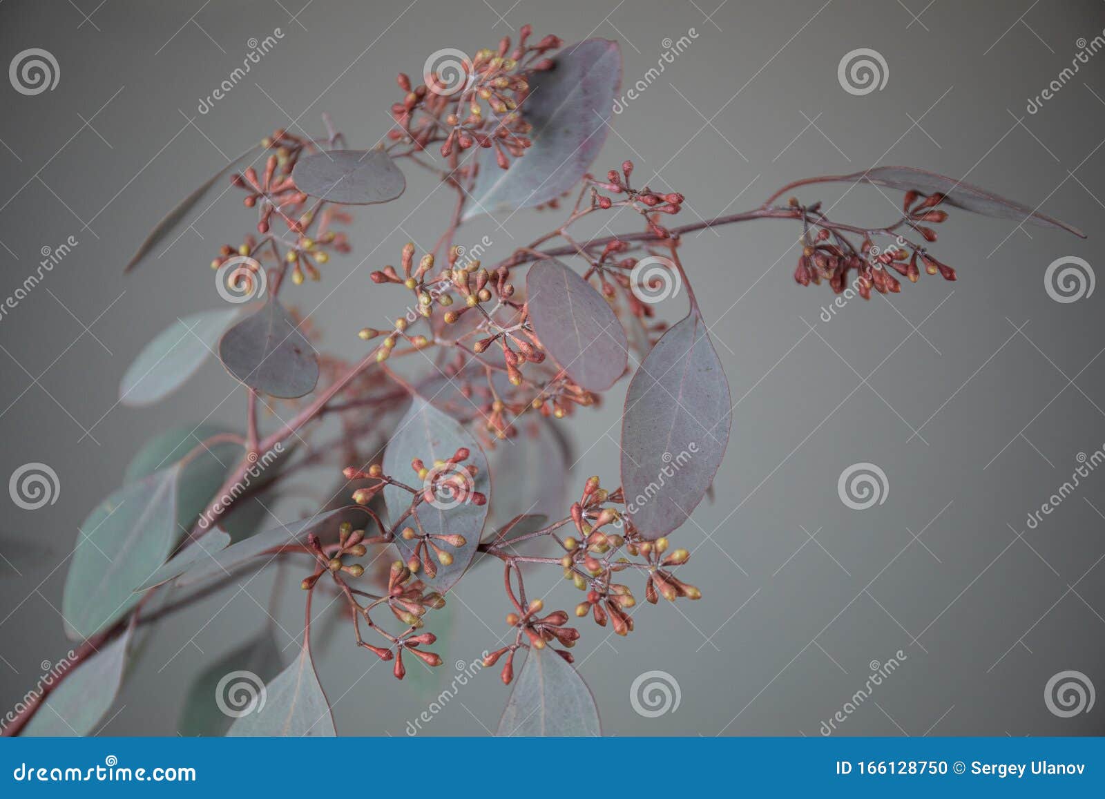 Closeup Photo of a Eucalyptus Flower. Flower Delivery Stock Photo