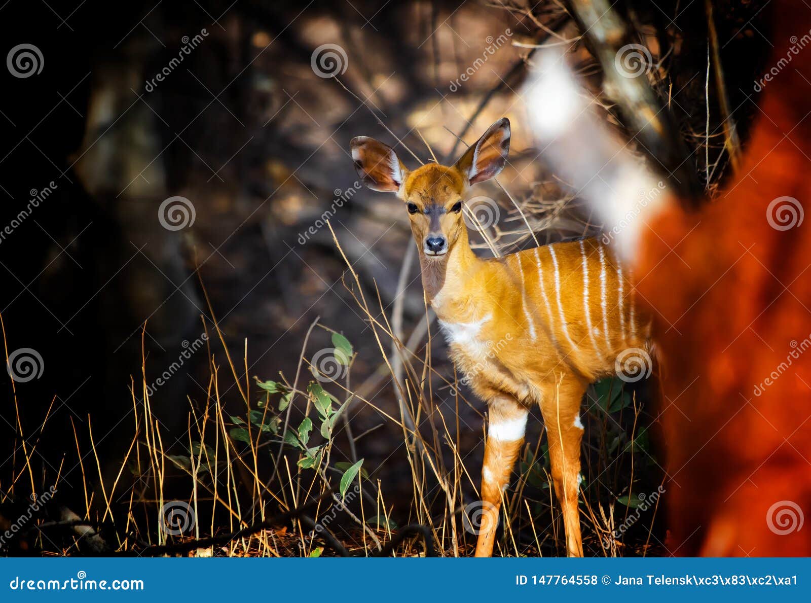 close up photo of giant eland baby, also known as the lord derby eland in the bandia reserve, senegal. it is wildilfe photo of