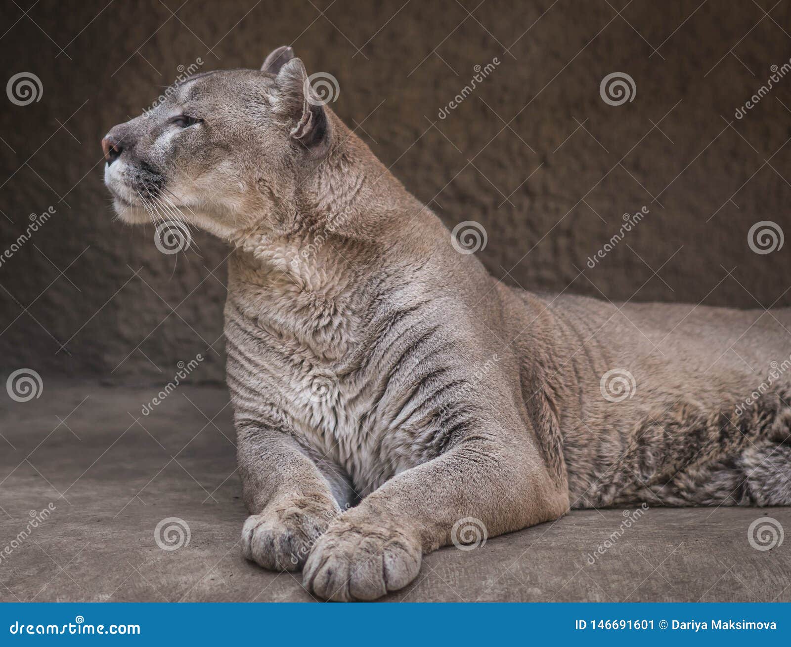 Close Up Photo Of Huge Cat-puma Stock 