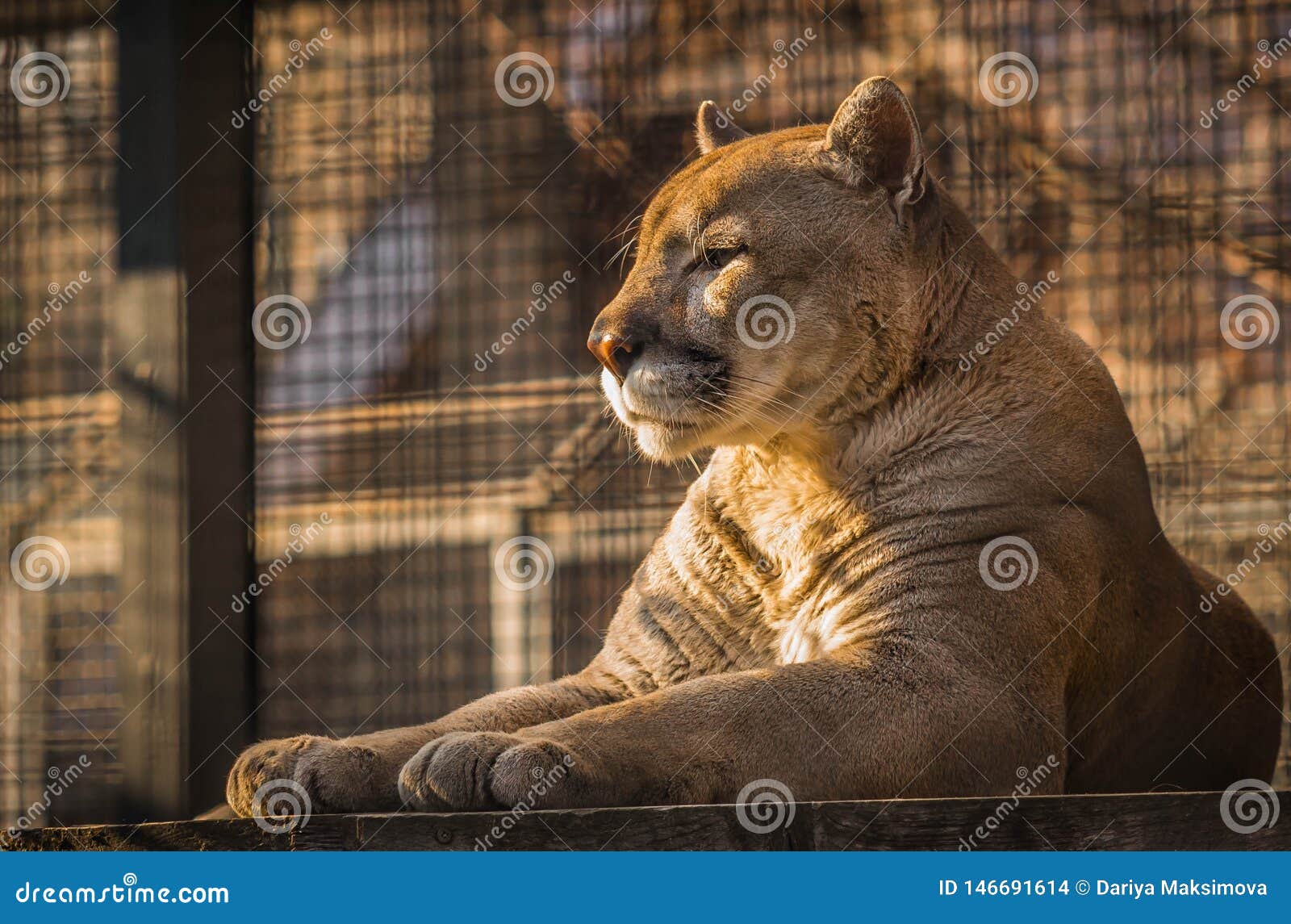 eastern puma zoo