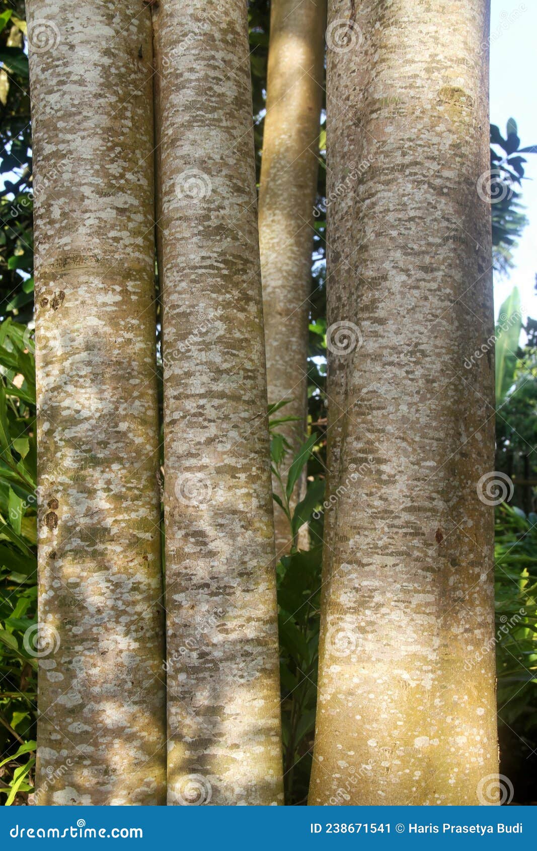 close up photo of jabon tree in the morning.