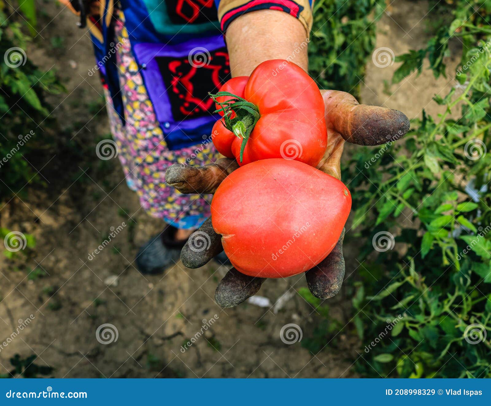 close up photo of an old woman`s hand holding two ripe tomatoes. dirty hard worked and wrinkled hand