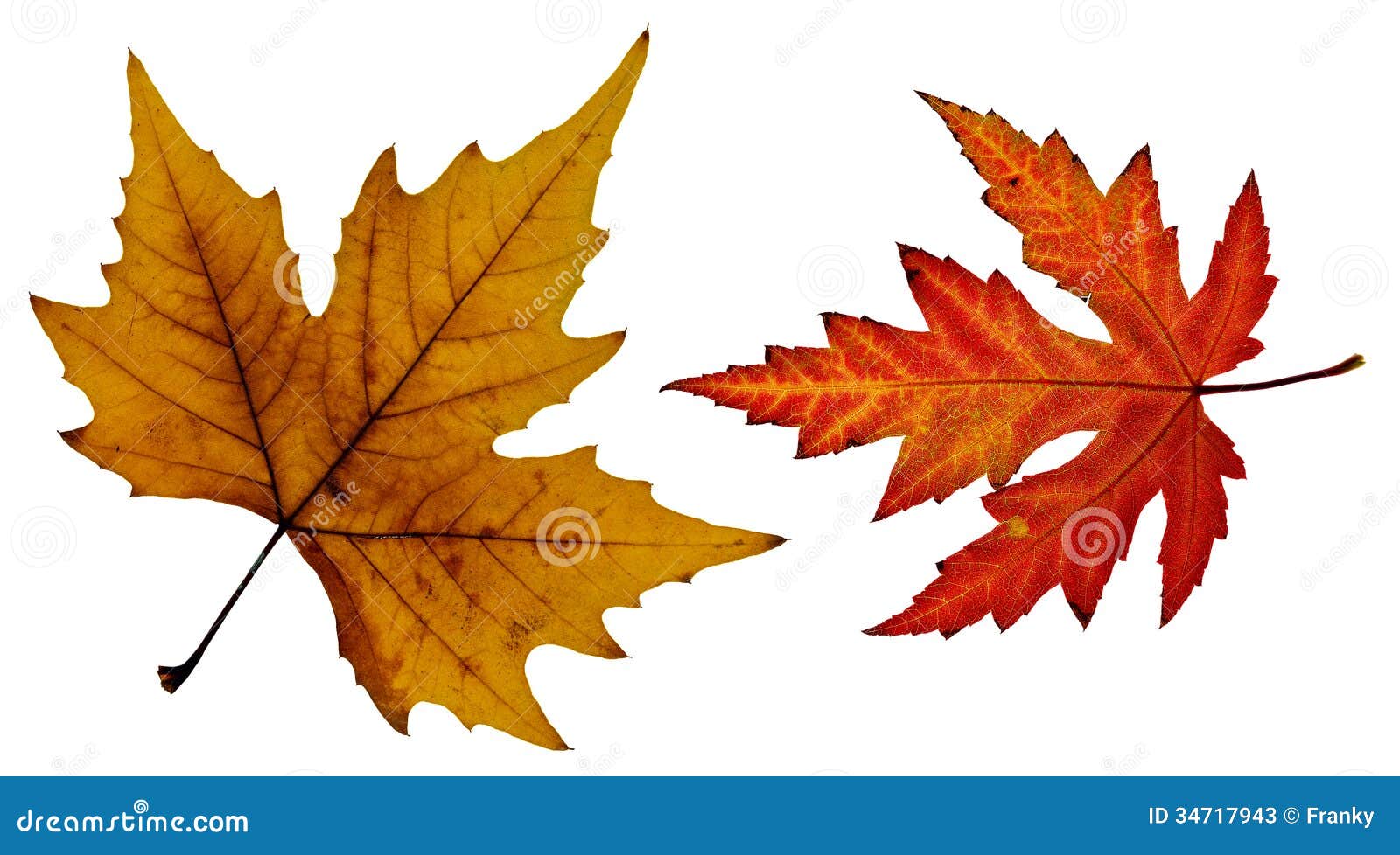 Close Up Photo of an Orange and a Red Fall Leaf Stock Image Image of