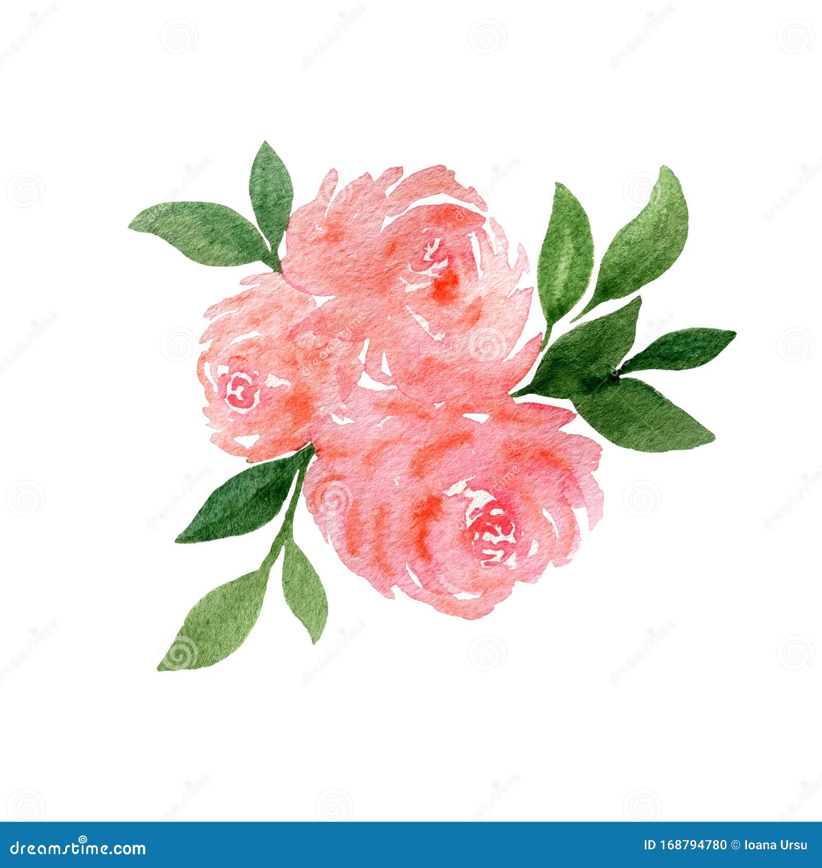 Pink Rose Flower Bouquet Isolated on White, Watercolor Floral ...