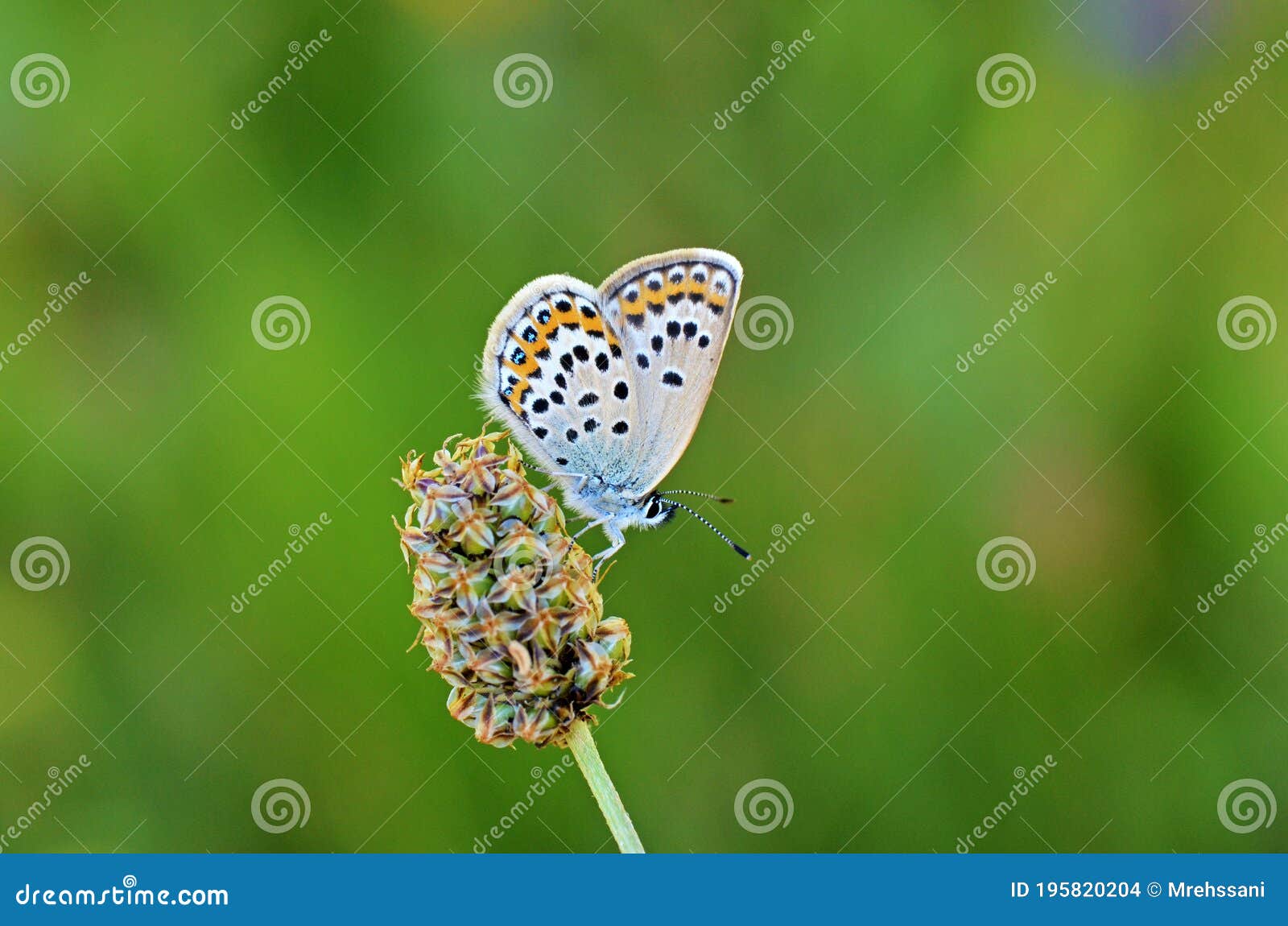 plebejus idas , the idas blue or northern blue butterfly