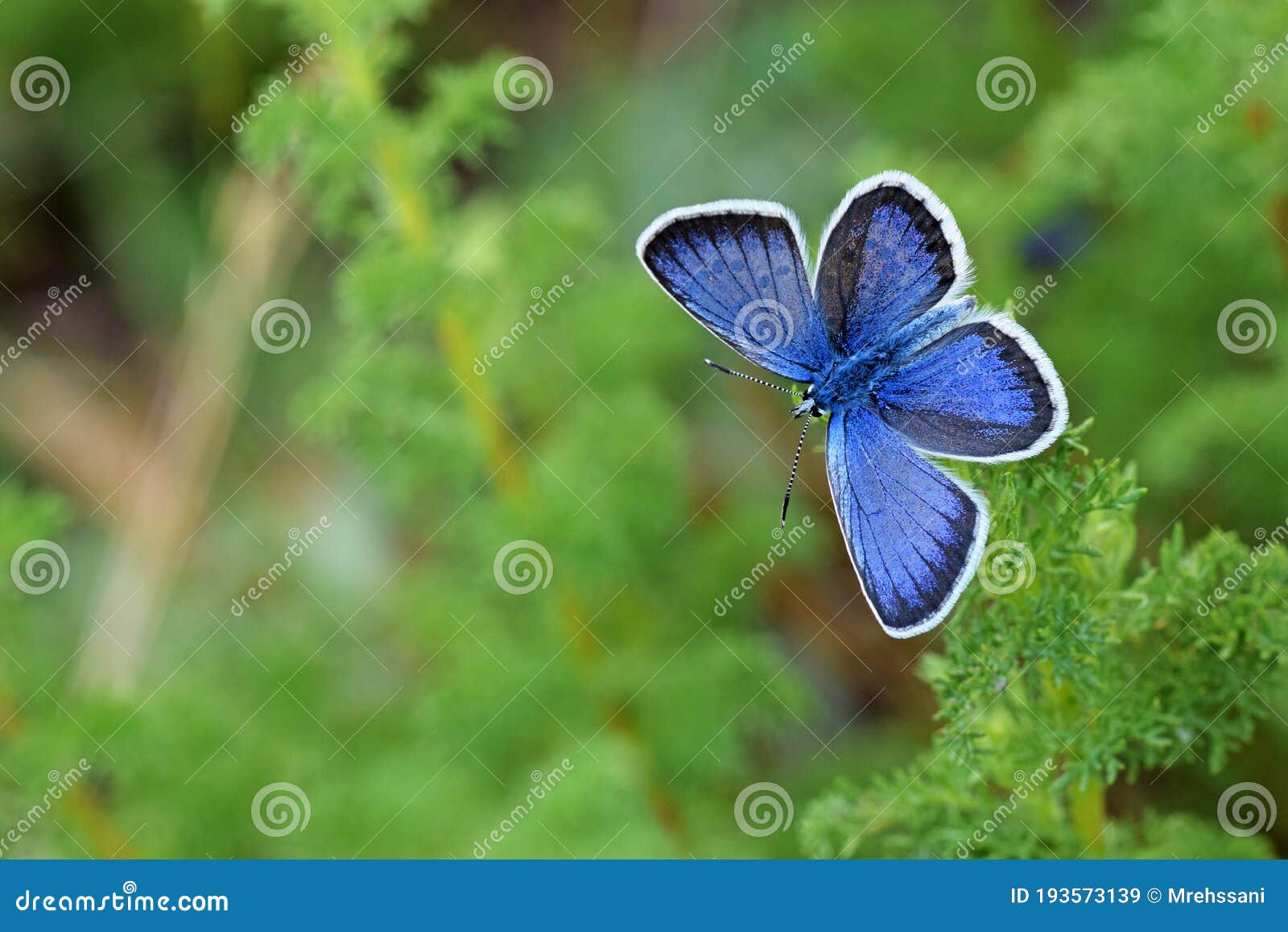 plebejus idas , the idas blue or northern blue butterfly
