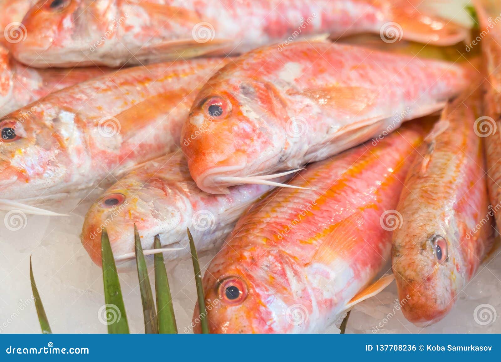 Red Mullet Fish Sale Stock Images Download 412 Royalty