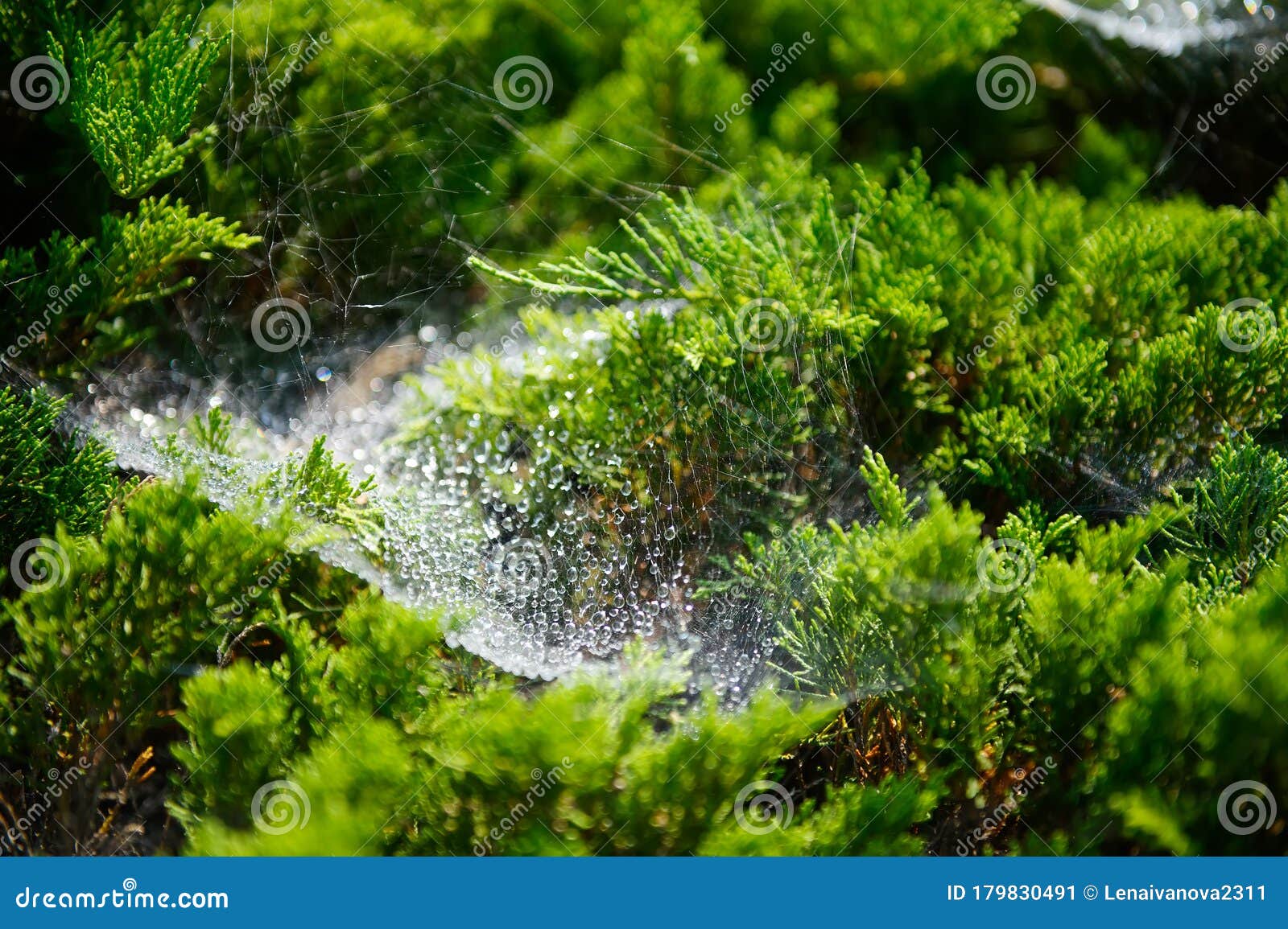 close up photo of spider web in morning dew.
