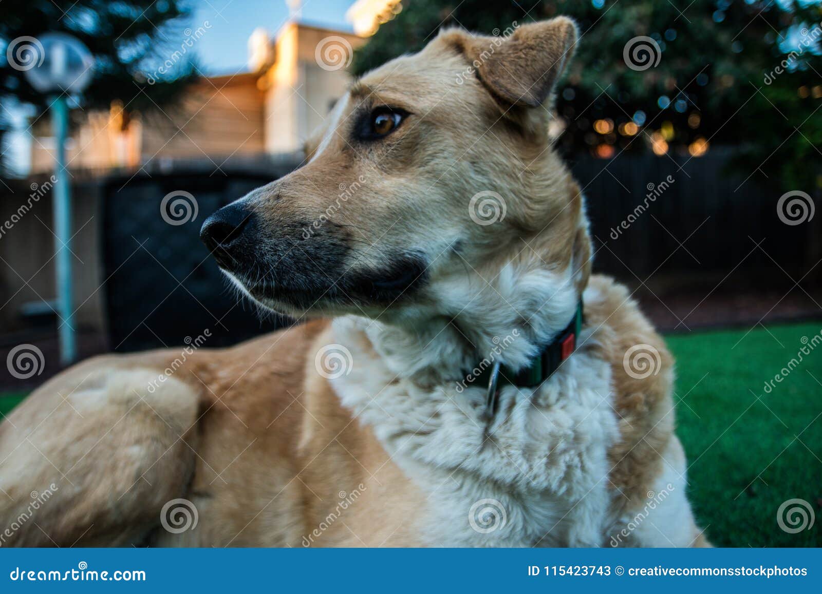 Close Up Photo Of Tan And White Dog Picture. Image 115423743