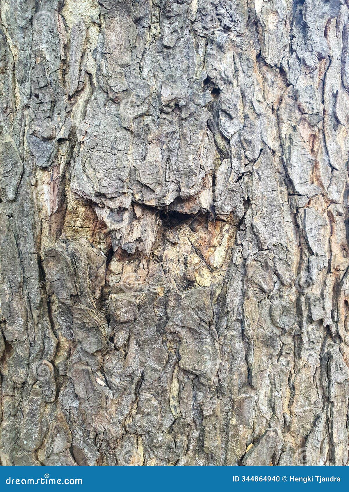 a close-up photo of a tree trunk with rough, textured bark.