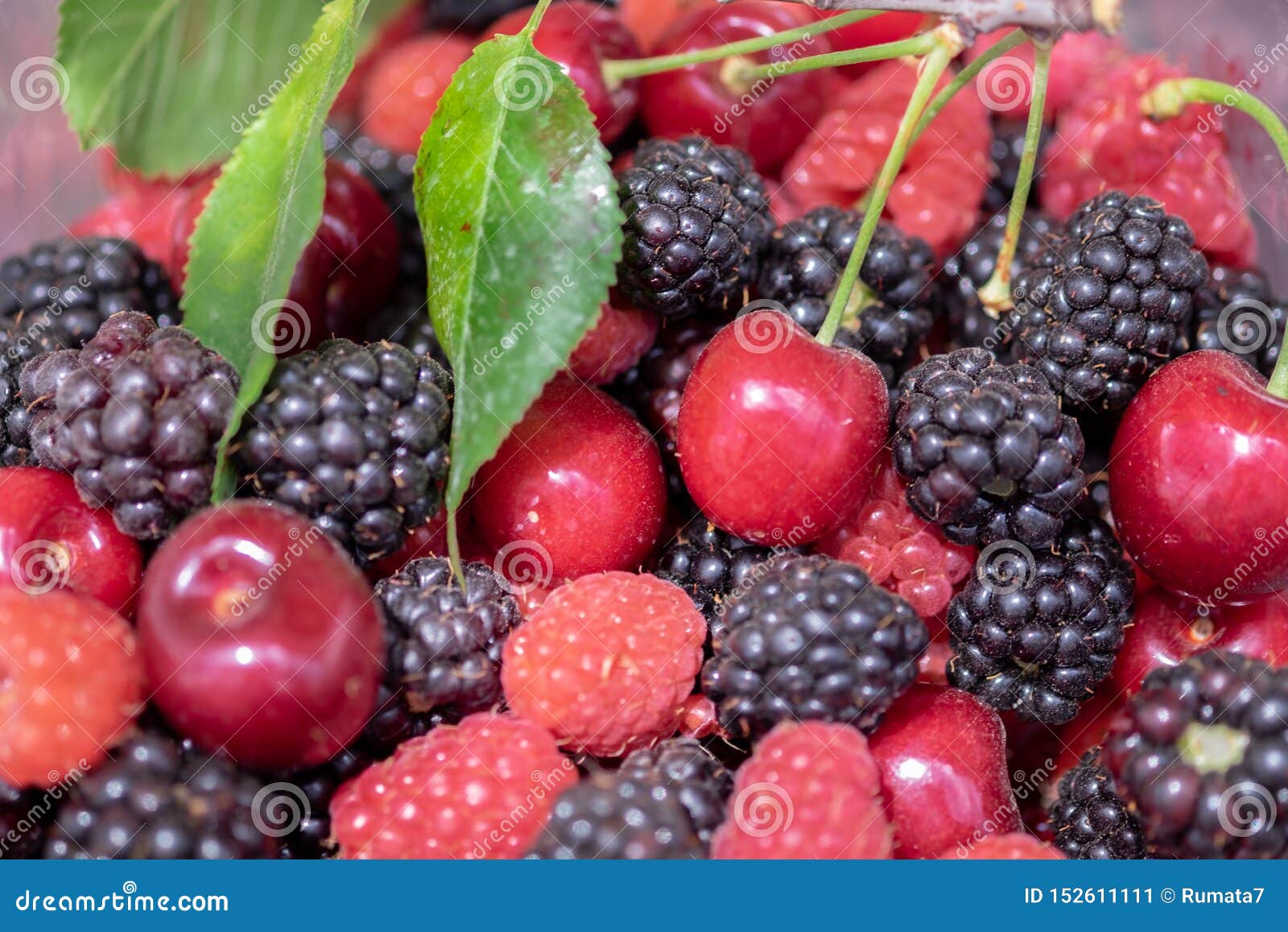 Close Up Photo of Various Berries Cherries, Blackberries, Raspberry