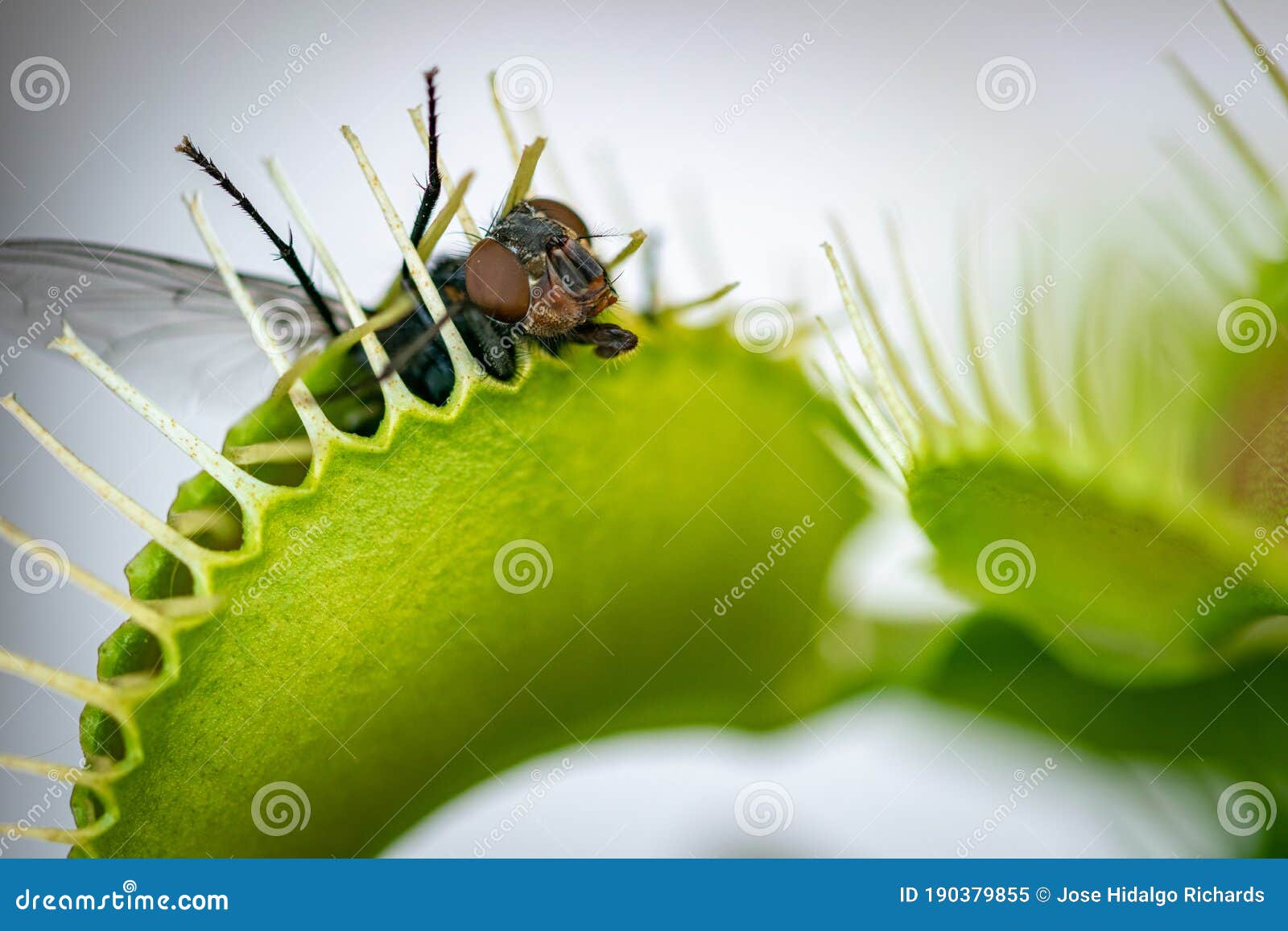29,700+ Insect Trap Stock Photos, Pictures & Royalty-Free Images