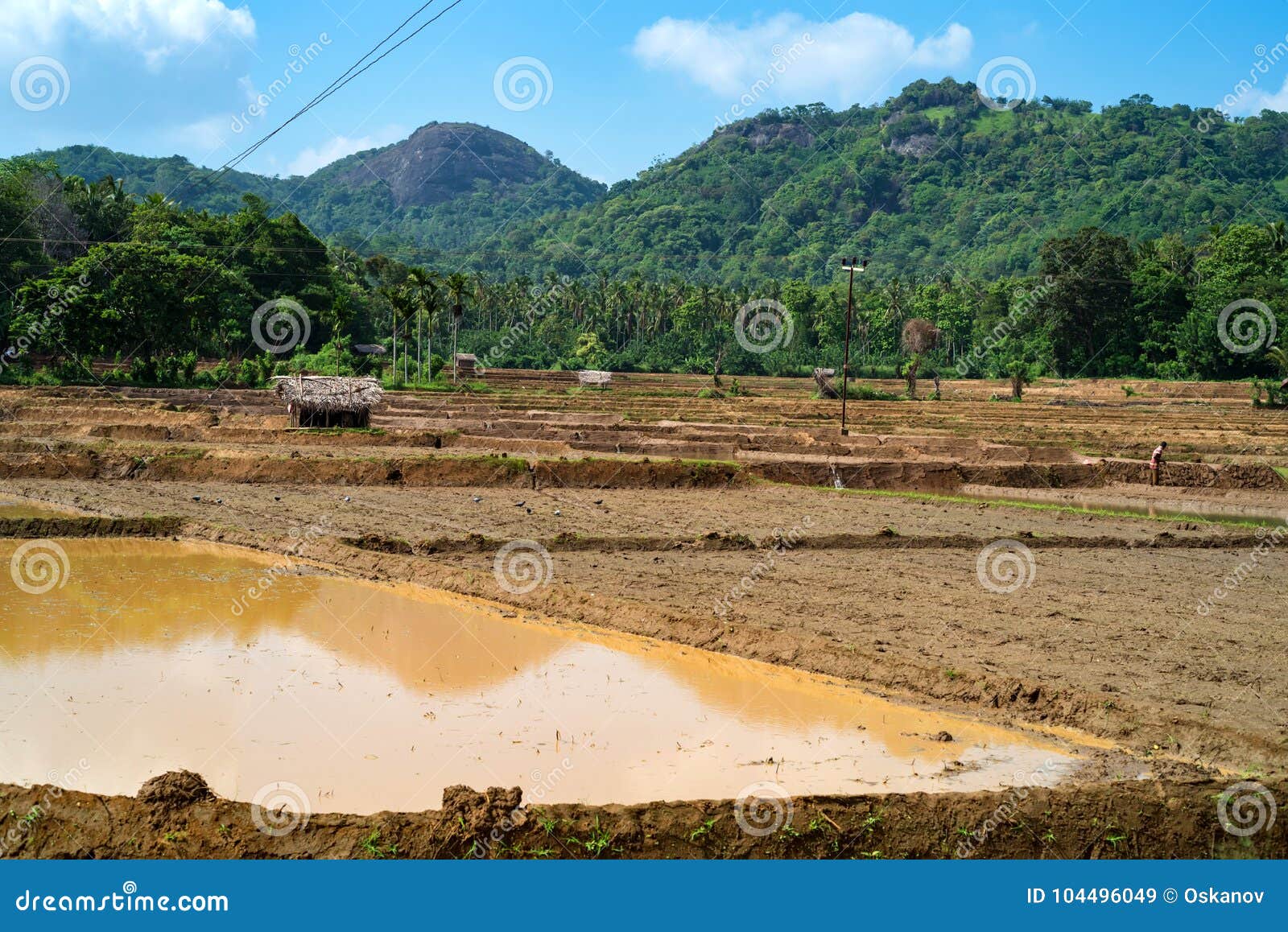 Fields with Crops of Rice in Sri Lanka Stock Image Image of growth