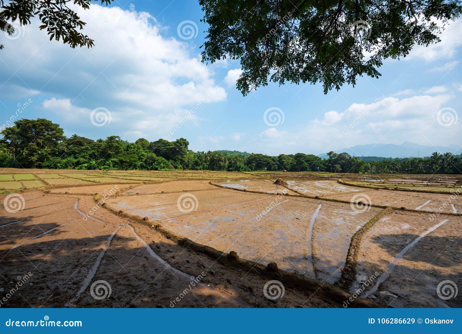 Fields with Crops of Rice in Sri Lanka Stock Image Image of cereal