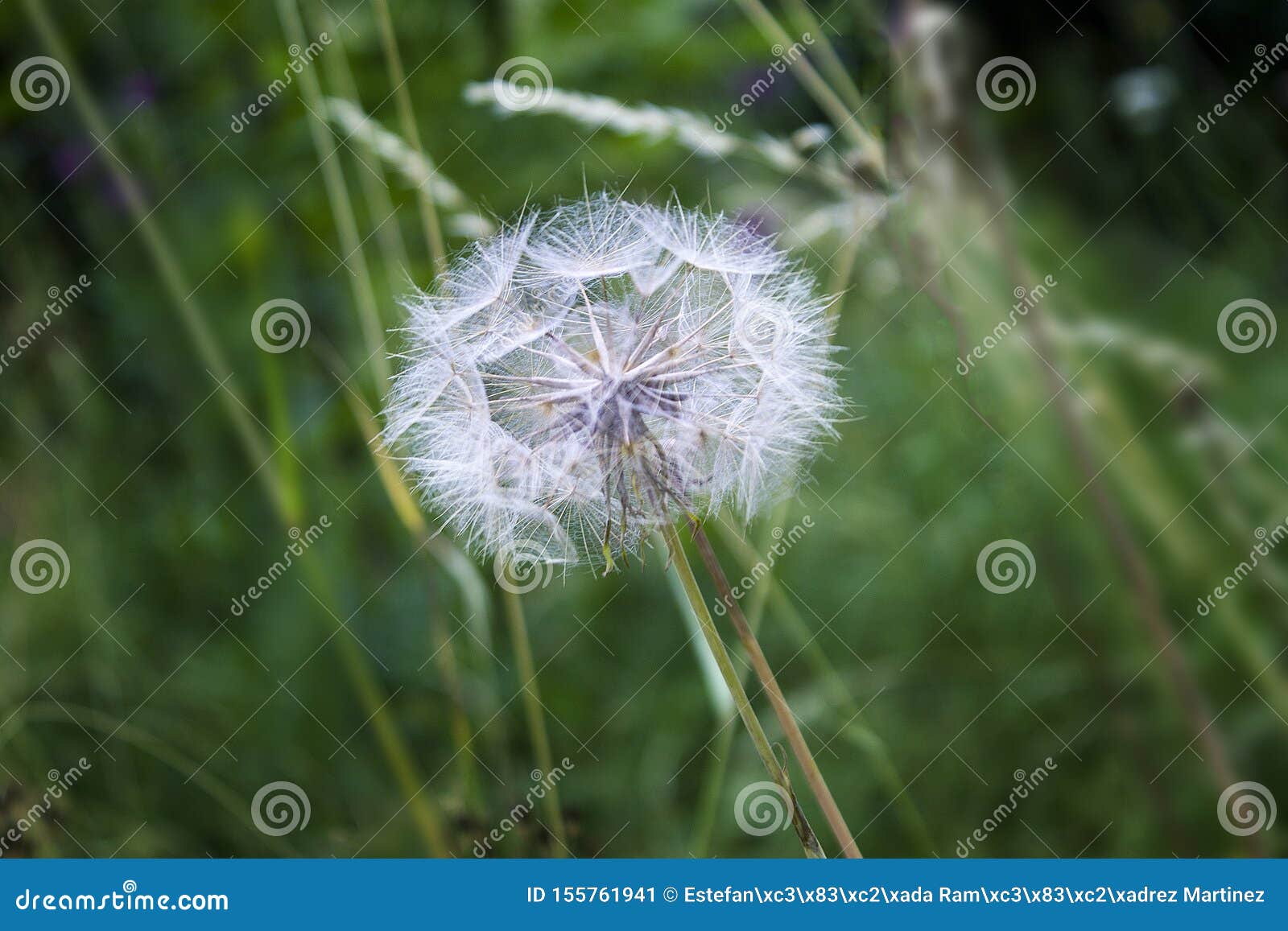 close up photography of dandelion flower