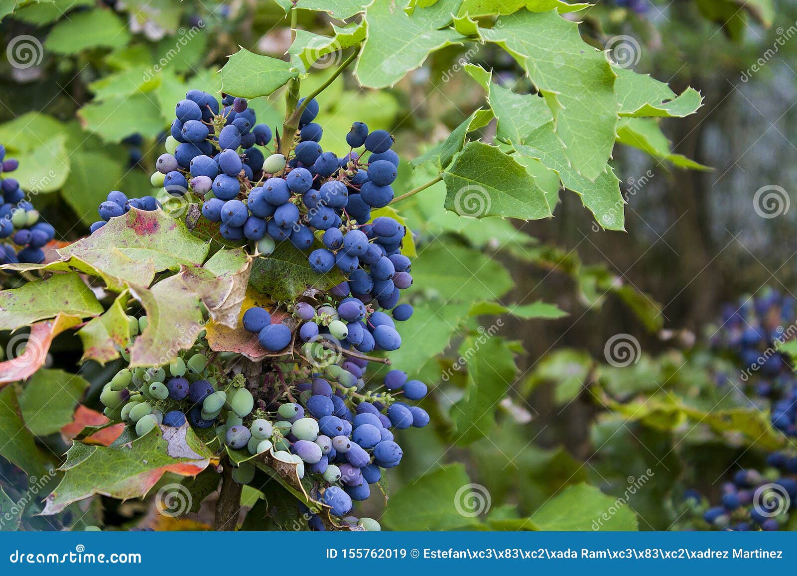 close up photography of mahonia aquifolium oregon grapes