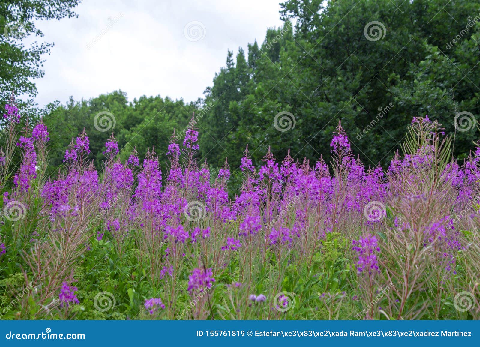 close up photography of purple loosestrife