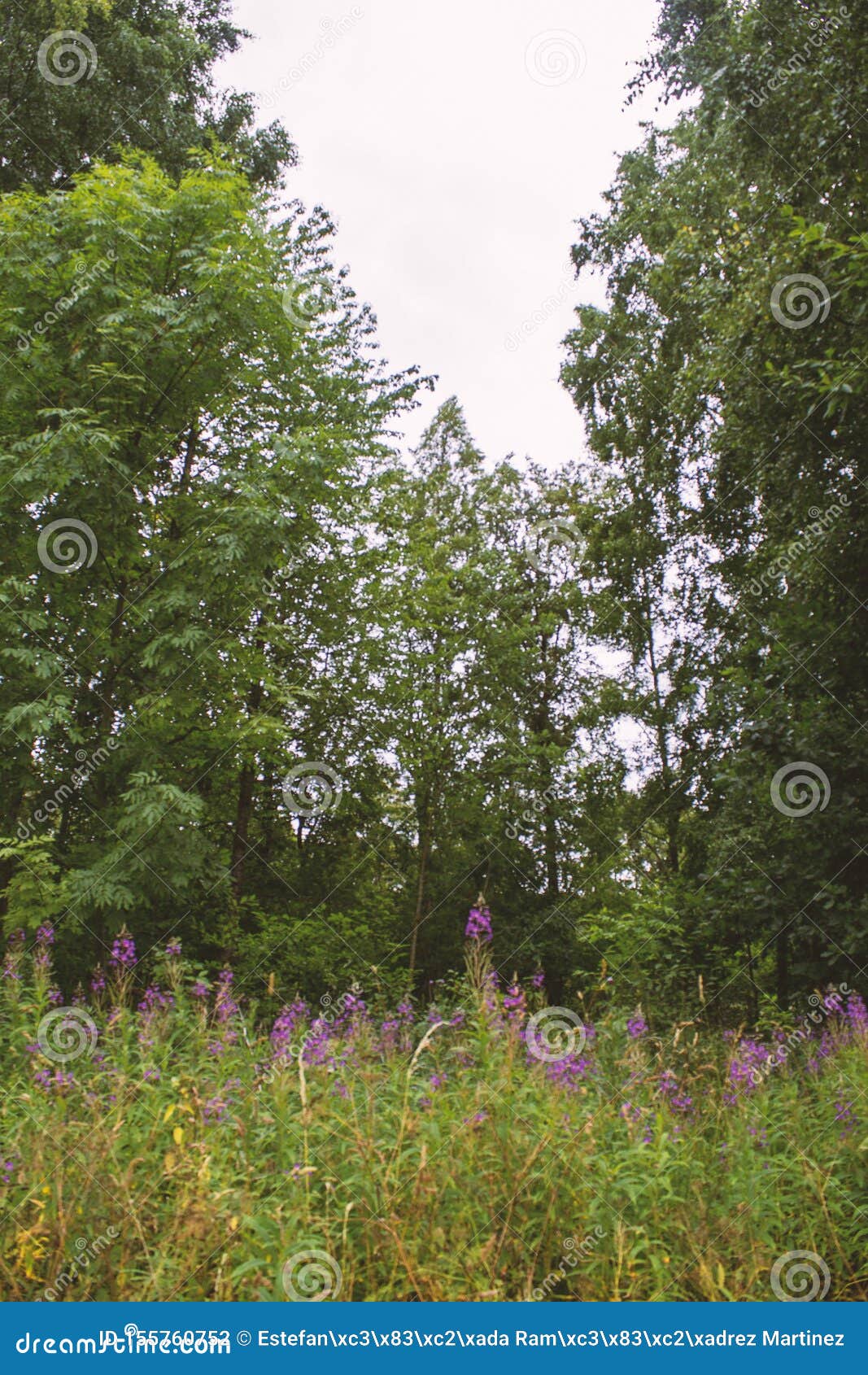 close up photography of purple loosestrife. photography taken in skovde sweden.