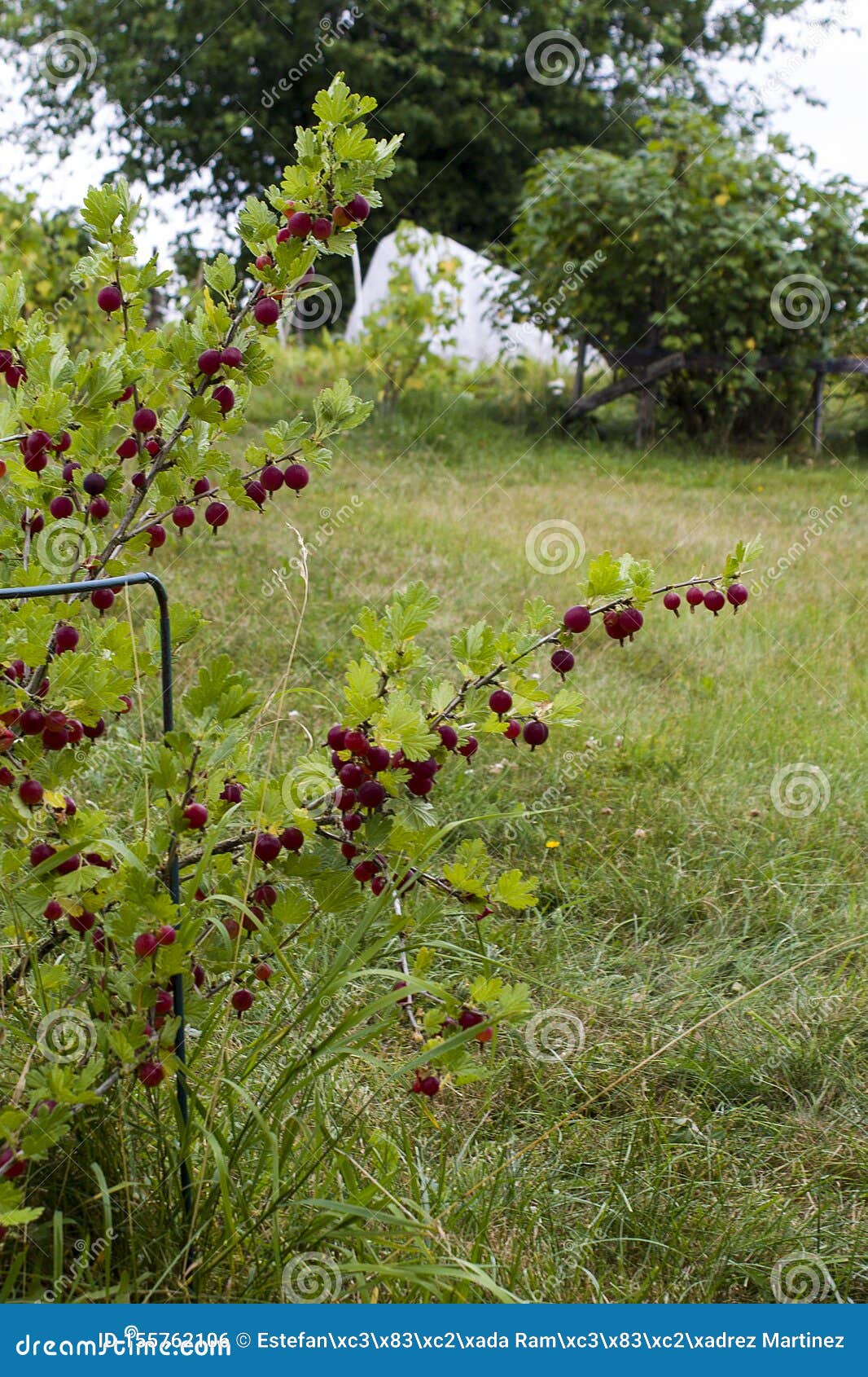 close up photography of white hawthorn crataegus monogyna