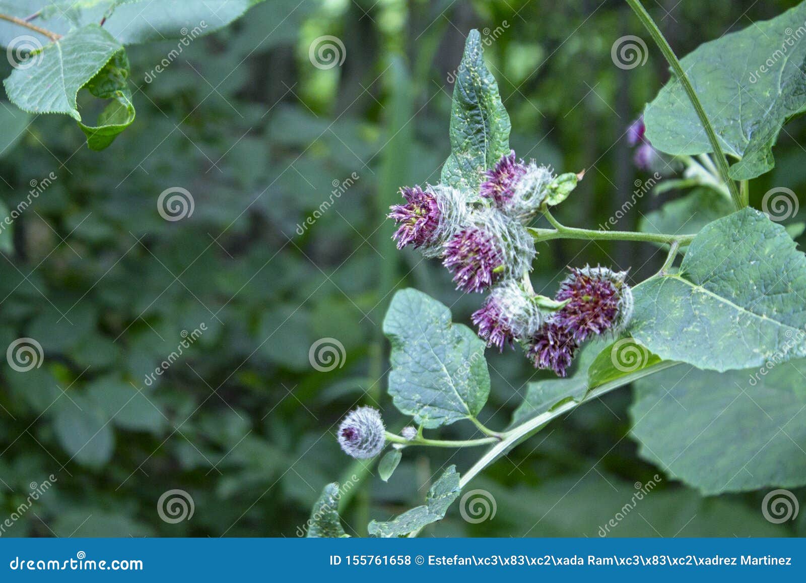 close up photography of woolly burdock, arctium tomentosum