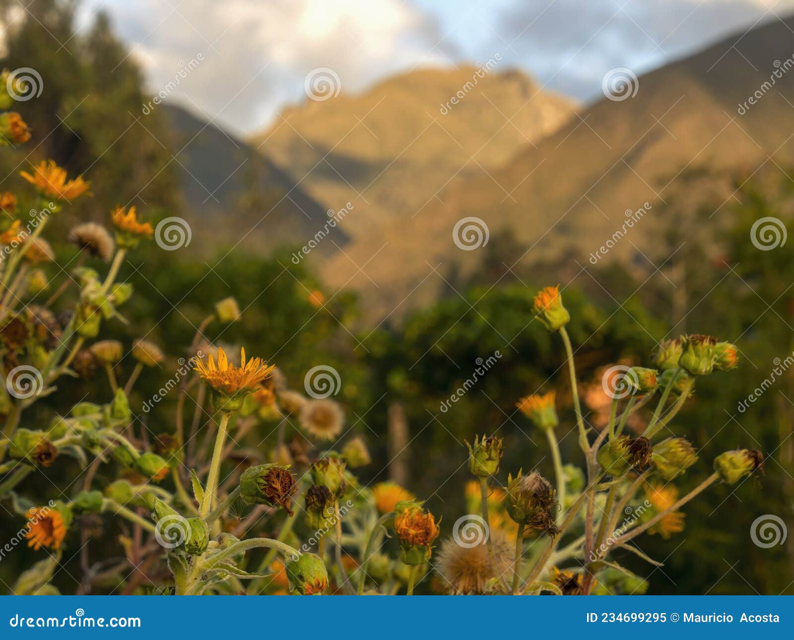 close-up photography of the yellow flowers of the erato vulcanica