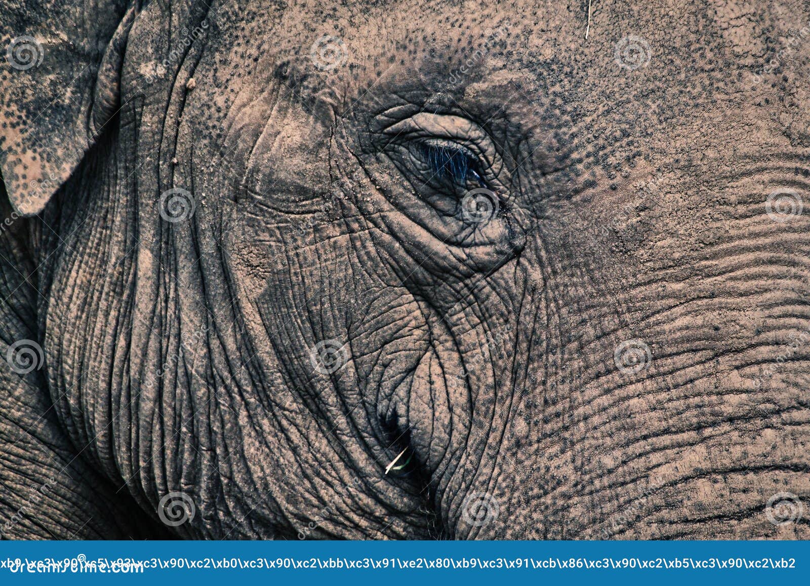 close-up picture of an elephant`s head with a closed eye and wrinkled skin using an art filter