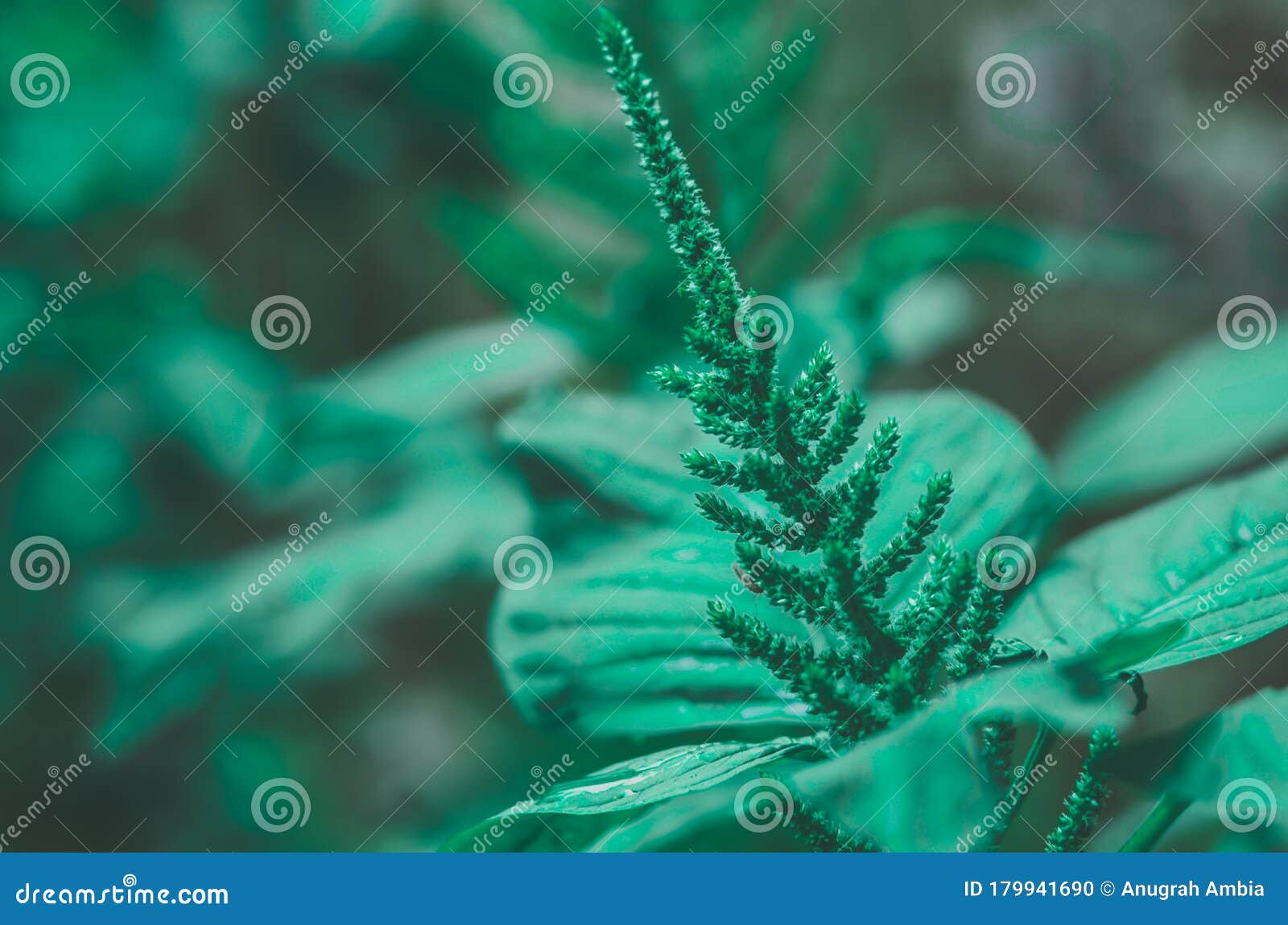 Closeup Picture of Needleplant Stock Photo Image of water, moisture