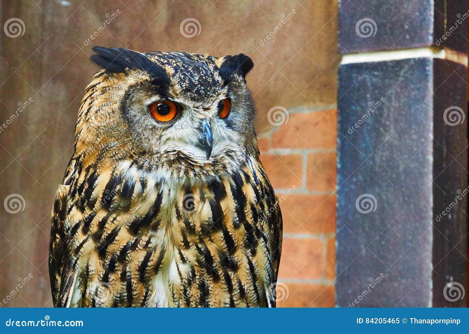 Close up picture of owl stock image. Image of wildlife - 84205465