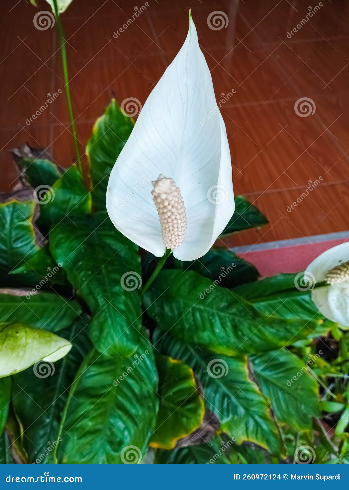 Close Up Picture of Peace Lily Flower. Stock Photo Image of close